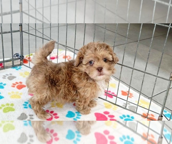 Medium Photo #7 ShihPoo Puppy For Sale in ORO VALLEY, AZ, USA