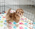 Small #6 ShihPoo