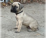 Small #1 Boerboel