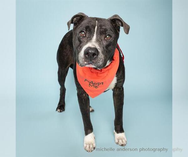 Medium Photo #2 American Pit Bull Terrier-Unknown Mix Puppy For Sale in Corona, CA, USA