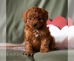 Small #3 Cavapoo (Miniature)