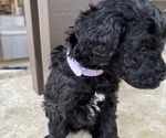 Small #3 Poodle (Standard)