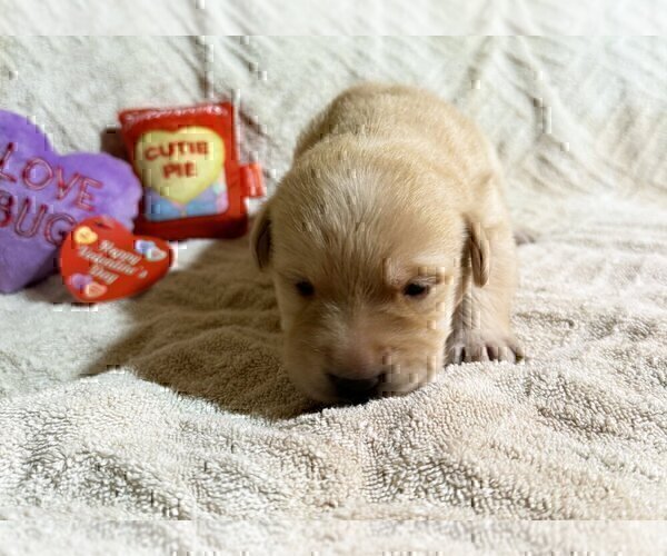 Medium Photo #147 Labrador Retriever Puppy For Sale in HIGH POINT, NC, USA
