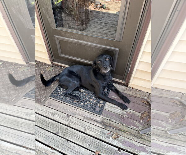 Medium Photo #1 American Pit Bull Terrier-Unknown Mix Puppy For Sale in Princeton, MN, USA