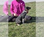 Small Photo #20 Fox Terrier (Smooth)-Rat Terrier Mix Puppy For Sale in FRANCESVILLE, IN, USA