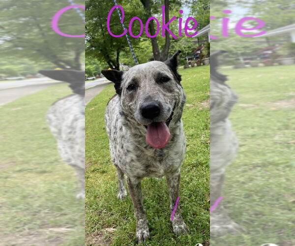 Medium Photo #3 Mutt Puppy For Sale in Conway, AR, USA
