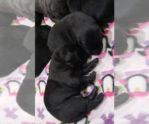 Medium Labrador Retriever