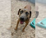 Small #2 Mountain Cur Mix