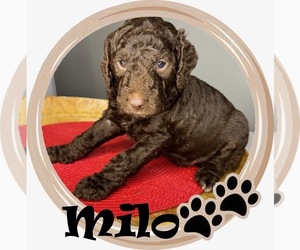 Medium Goldendoodle mix (+ Poodle Standard)