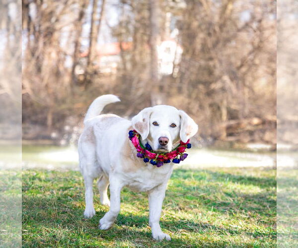 Medium Photo #2 Mutt Puppy For Sale in Unionville, PA, USA