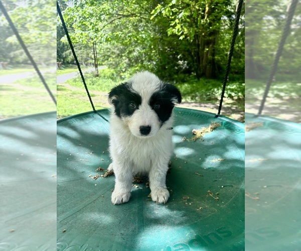 Medium Photo #1 Border-Aussie Puppy For Sale in ENUMCLAW, WA, USA