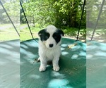 Puppy Puppy 2 Border-Aussie