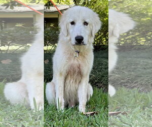 Jelly - Male Great Pyrenees Dog for Adoption - Photo #2