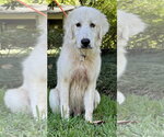Small #4 Great Pyrenees