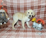 Small #1 Golden Retriever
