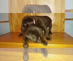 Small Photo #14 Labrador Retriever Puppy For Sale in BLUFFTON, IN, USA