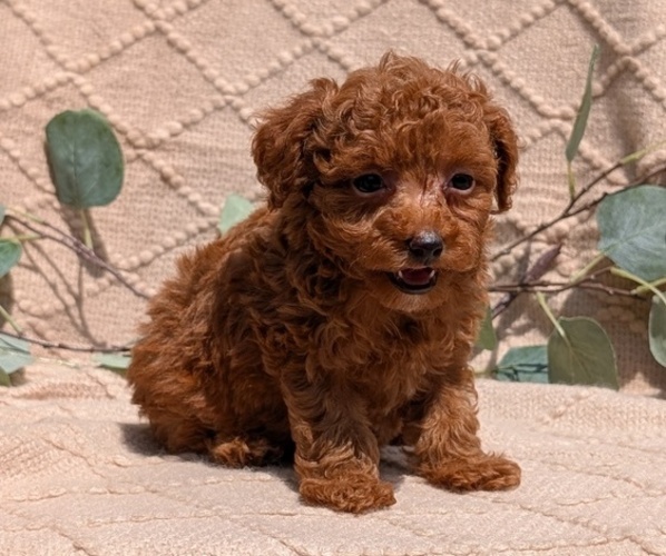 Medium Photo #2 Cockapoo Puppy For Sale in GOSHEN, IN, USA