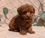 Small #1 Cockapoo
