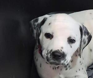 Dalmatian Puppy for sale in PALMER, MA, USA