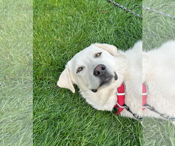 Medium Photo #2 - Mix Puppy For Sale in Bountiful, UT, USA