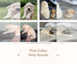 Puppy Pink collar Golden Retriever
