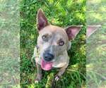Romeo - Courtesy Post - Male Mutt Dog for Adoption - Small photo