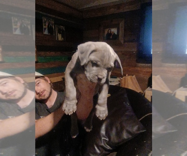 Medium Photo #1 American Pit Bull Terrier Puppy For Sale in JACKSON, MS, USA