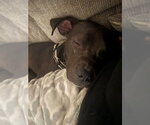 Small Photo #4 American Pit Bull Terrier-Unknown Mix Puppy For Sale in Germantown, OH, USA