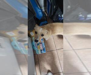 Chihuahua-Unknown Mix Dogs for adoption in San Antonio, TX, USA
