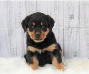 Rottweiler Puppy for sale in APPLE CREEK, OH, USA