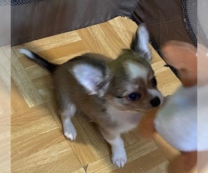 Chihuahua Puppy for Sale in GRANBURY, Texas USA