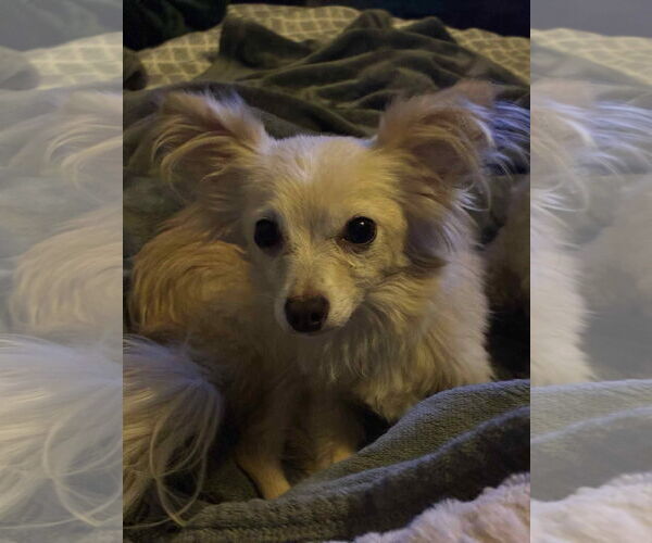 Medium Photo #5 Chihuahua-Unknown Mix Puppy For Sale in Germantown, OH, USA