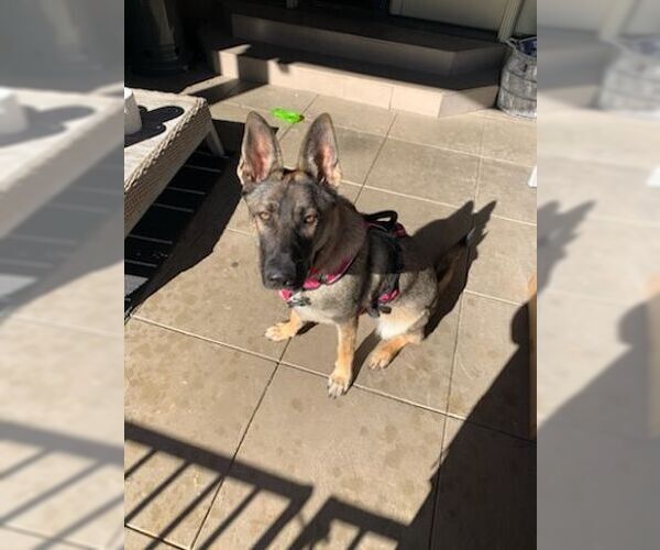 Medium Photo #3 German Shepherd Dog Puppy For Sale in Cupertino, CA, USA