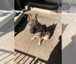 Small #2 German Shepherd Dog