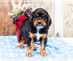 Small #12 Cocker Spaniel