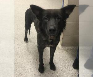 German Shepherd Dog-Unknown Mix Dogs for adoption in Conroe, TX, USA