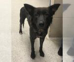 Small German Shepherd Dog Mix