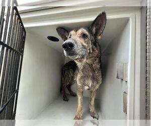 German Shepherd Dog Dogs for adoption in Houston, TX, USA