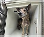 Small German Shepherd Dog