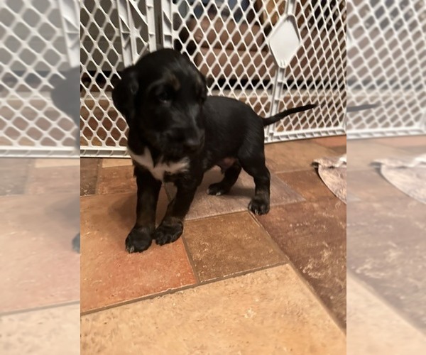 Medium Photo #1 Afghan Hound Puppy For Sale in VIDALIA, GA, USA