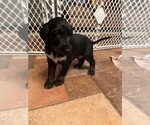 Puppy Ollie Afghan Hound