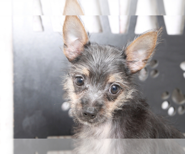 Medium Photo #1 Chorkie Puppy For Sale in MARIETTA, GA, USA