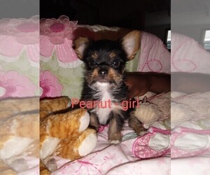 Chorkie Puppy for sale in KANNAPOLIS, NC, USA