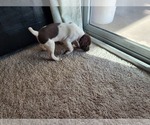Small Photo #5 German Shorthaired Pointer Puppy For Sale in FRESNO, CA, USA