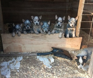 Australian Cattle Dog Litter for sale in CHURCHVILLE, VA, USA