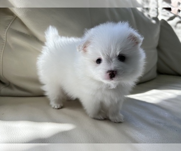 Medium Photo #26 Pomeranian Puppy For Sale in DES MOINES, WA, USA