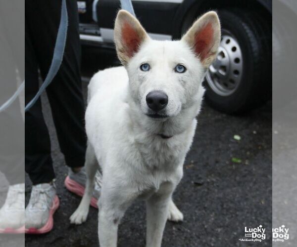 Medium Photo #3 Siberian Husky-Unknown Mix Puppy For Sale in Washington, DC, USA