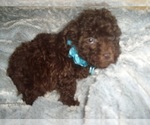 Small Photo #6 Poodle (Toy) Puppy For Sale in JACKSON, MS, USA