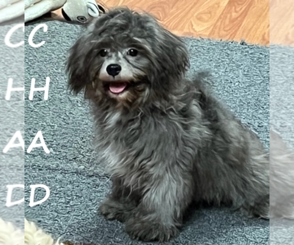 Medium Photo #2 Shih-Poo Puppy For Sale in HARTLAND, MN, USA