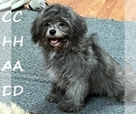 Small #1 Shih-Poo